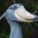 Image for article titled 12 Real Animals We Can't Believe Aren't Pokémon